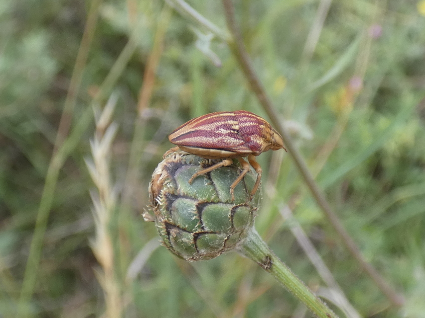 Odontotarsus purpureolineatus - tarka pajzsospoloska