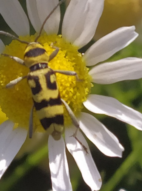 Chlorophorus varius - díszes darázscincér