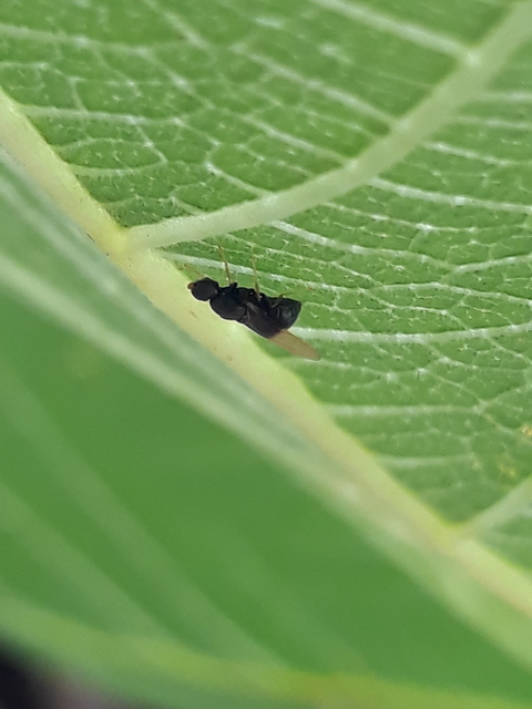 Pachygaster atra - fekete tüskéslégy