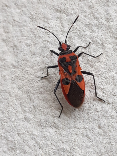 Corizus hyoscyami - piros karimáspoloska