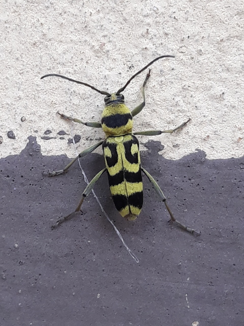 Chlorophorus varius - díszes darázscincér