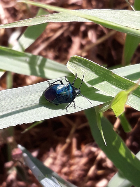 Zicrona caerulea - acélkék poloska Zicrona caerulea - acélkék poloska