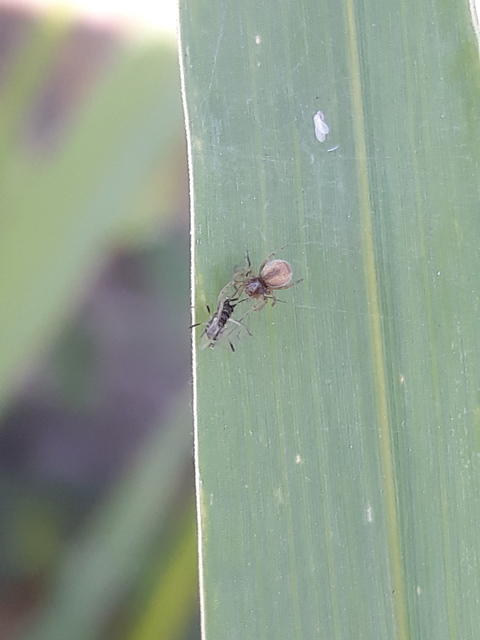 Dictyna arundinacea - nádi hamvaspók