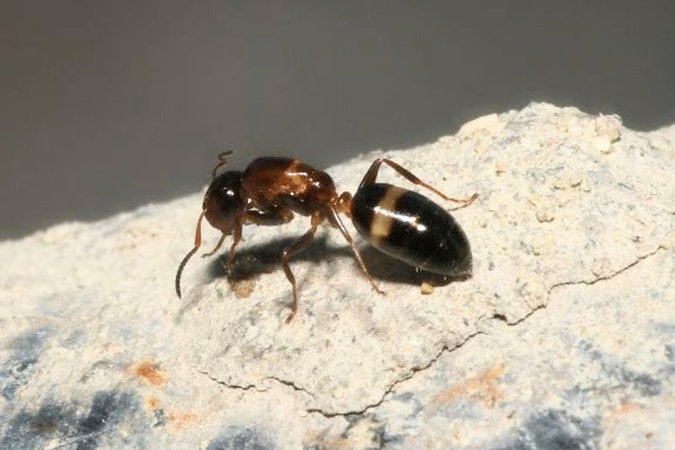 Colobopsis truncata - kapushangya