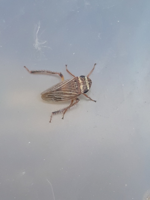 Aphrodes