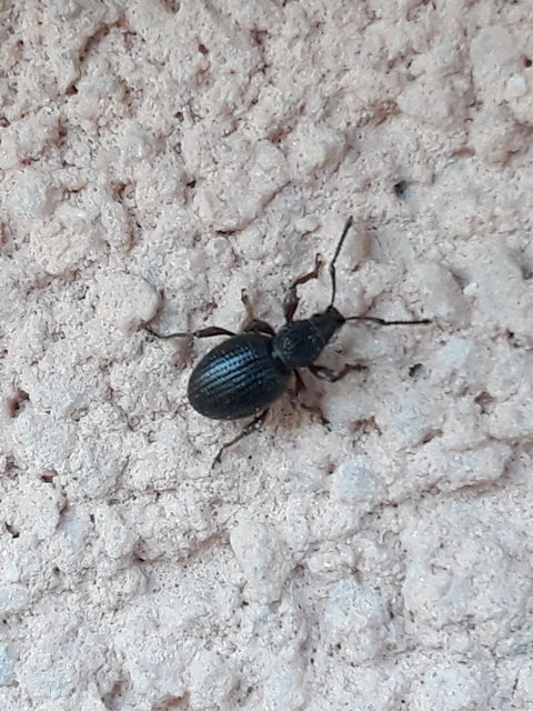 Otiorhynchus ovatus - apró gyalogormányos
