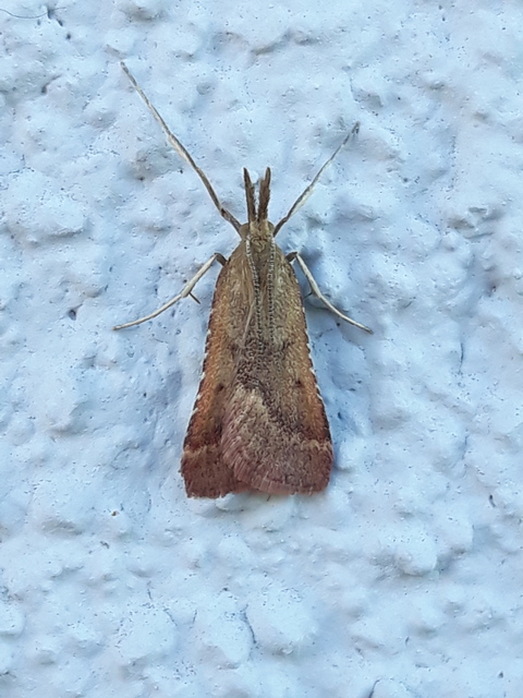 Synaphe punctalis - hosszúlábú fényilonca