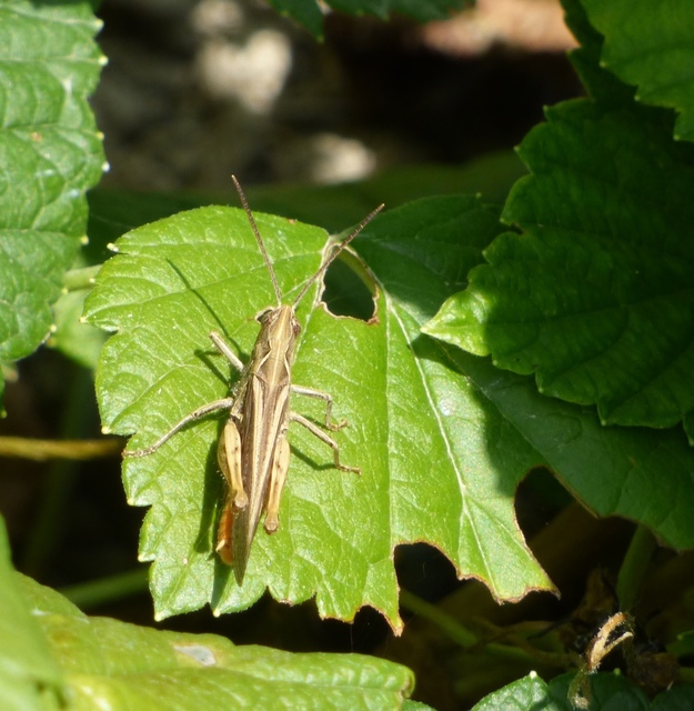 Chorthippus brunneus - közönséges tarlósáska