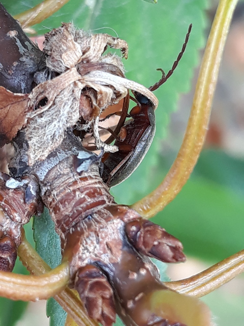 Hymenalia rufipes - rőtlábú alkonybogár