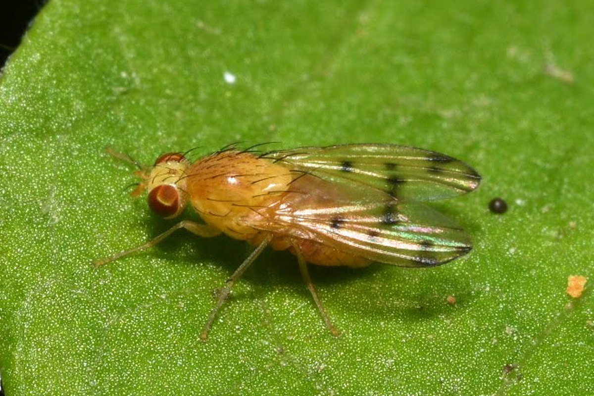 Homoneura notata
