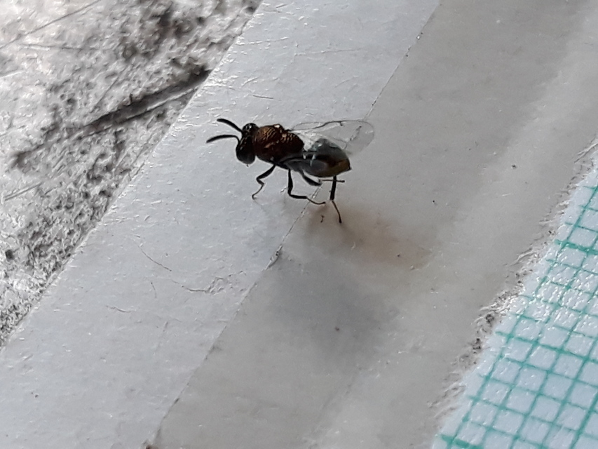 Perilampus aeneus