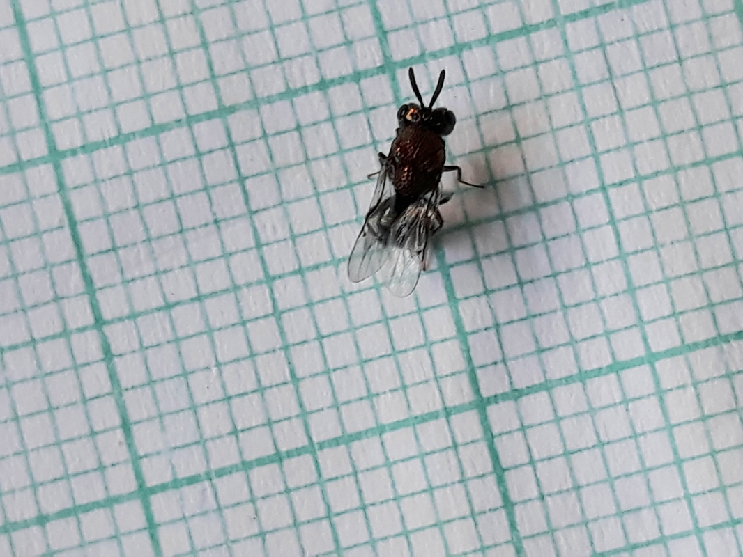 Perilampus aeneus