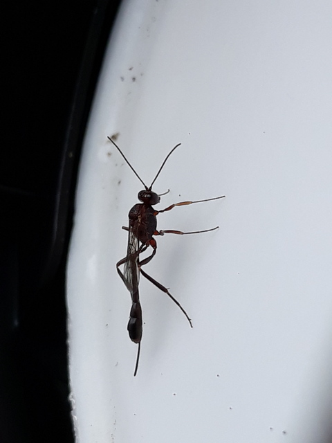 Anomalon cruentatum