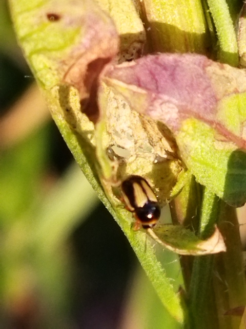 Cryptocephalus connexus - sávos zömökbogár