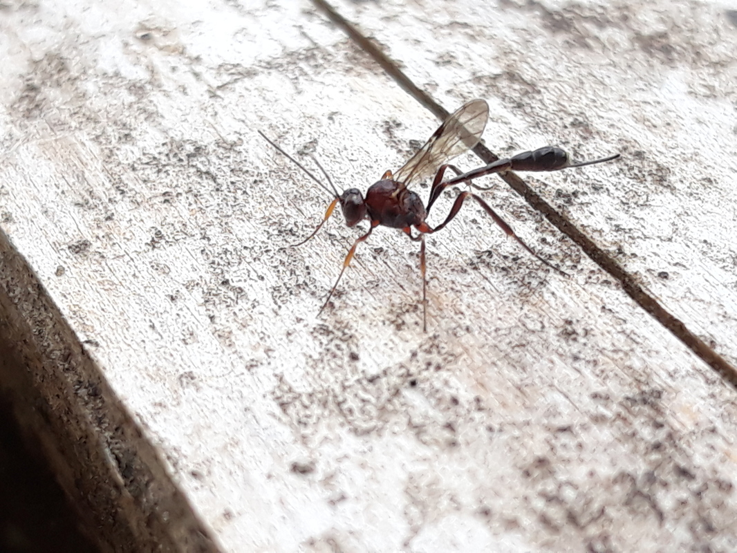 Anomalon cruentatum