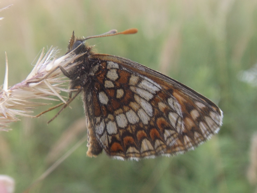 Melitaea aurelia - recés tarkalepke