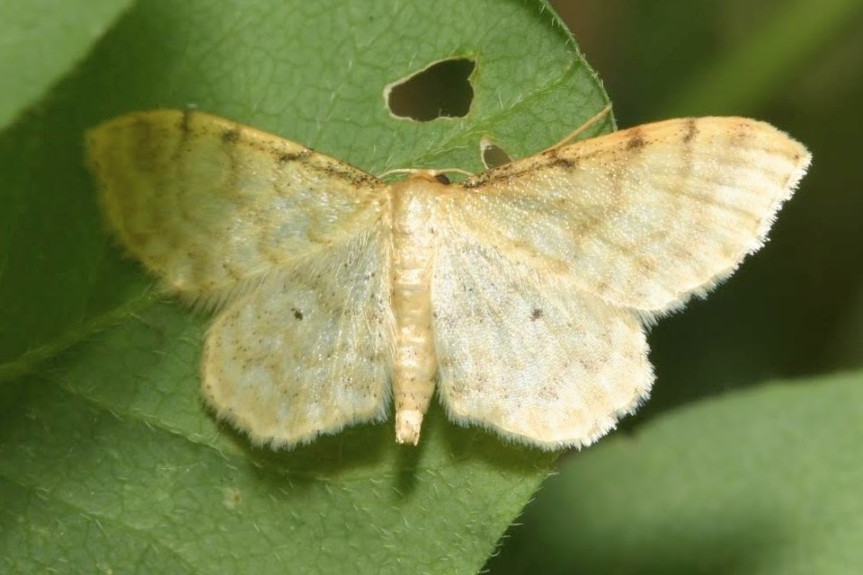 Idaea fuscovenosa - szürkeszélű apróaraszoló