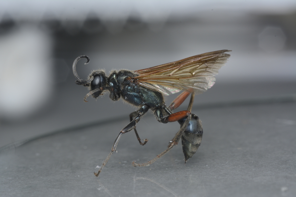 Chalybion femoratum - acélkék lopódarázs