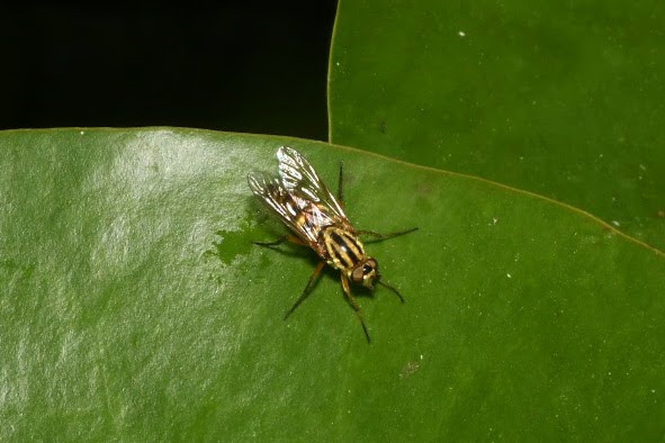Thereva aurata - aranyos tőröslégy