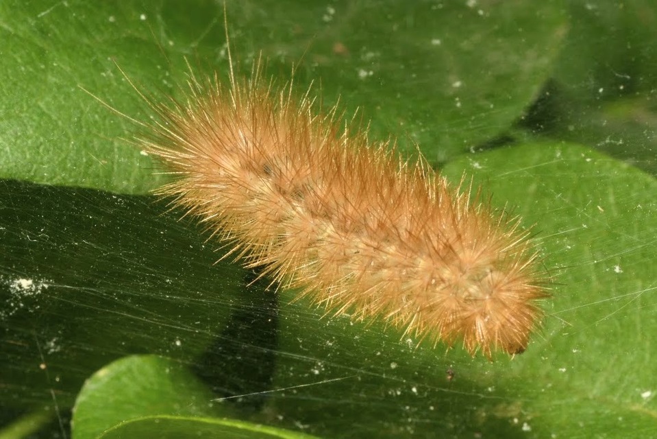 Diaphora mendica - felemás medvelepke