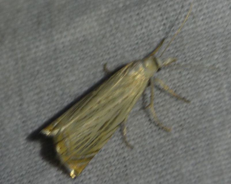 Chrysoteuchia culmella - kerti fűgyökérmoly