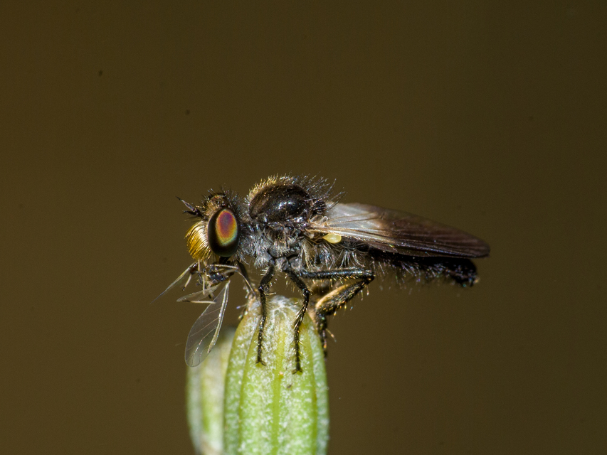 Holopogon nigripennis