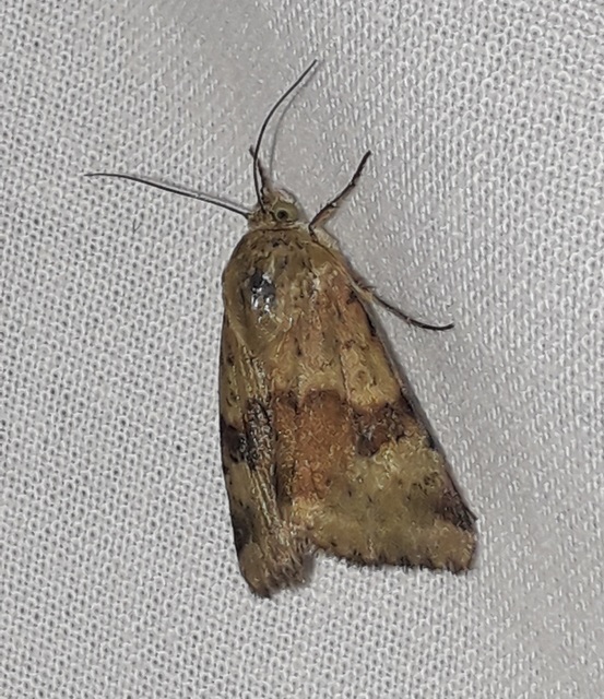 Heliothis viriplaca - mácsonyabagoly