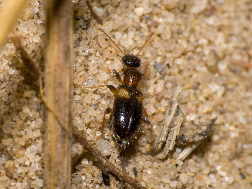Hirticollis hispidus - szőrös fürgebogár