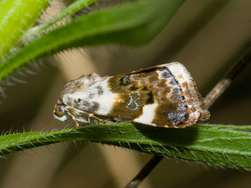 Acontia lucida - fehér nappalibagoly