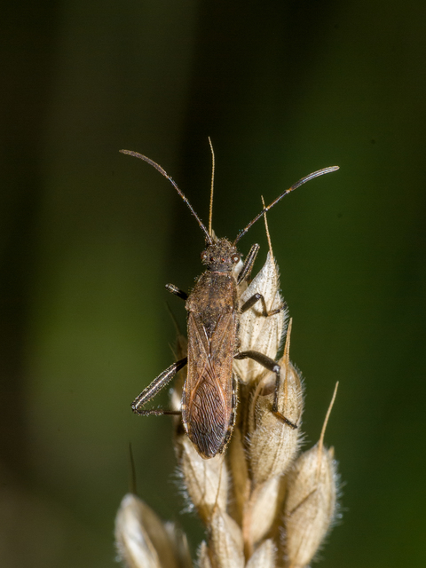 Alydus calcaratus - szőrös tövispoloska