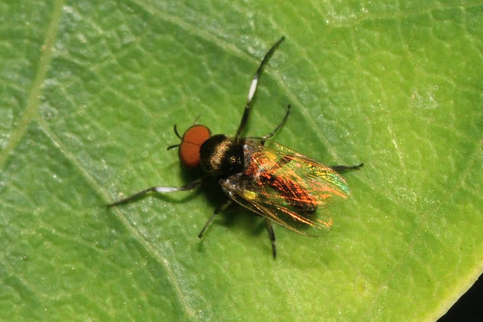 Simuliidae - púposszúnyogok