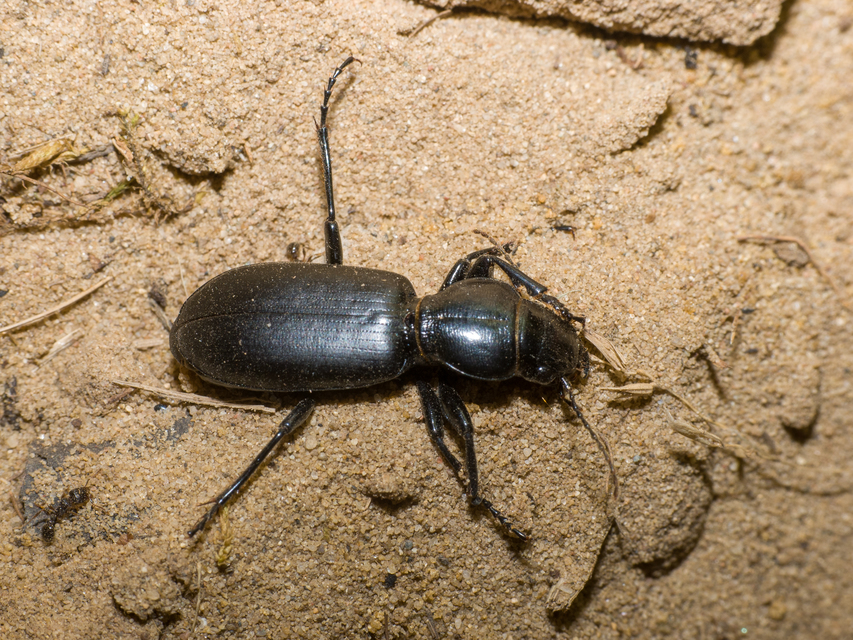 Broscus cephalotes - busafutó