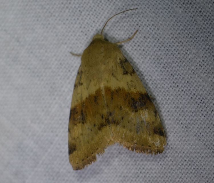 Heliothis viriplaca - mácsonyabagoly