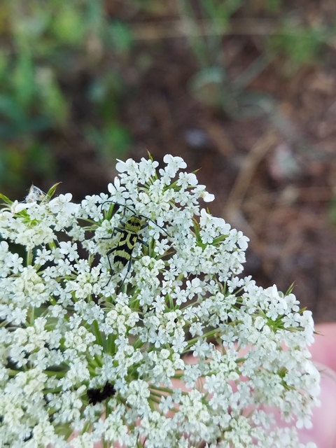 Chlorophorus varius - díszes darázscincér