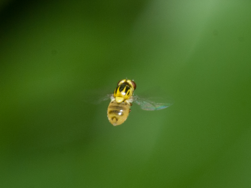 Thaumatomyia notata