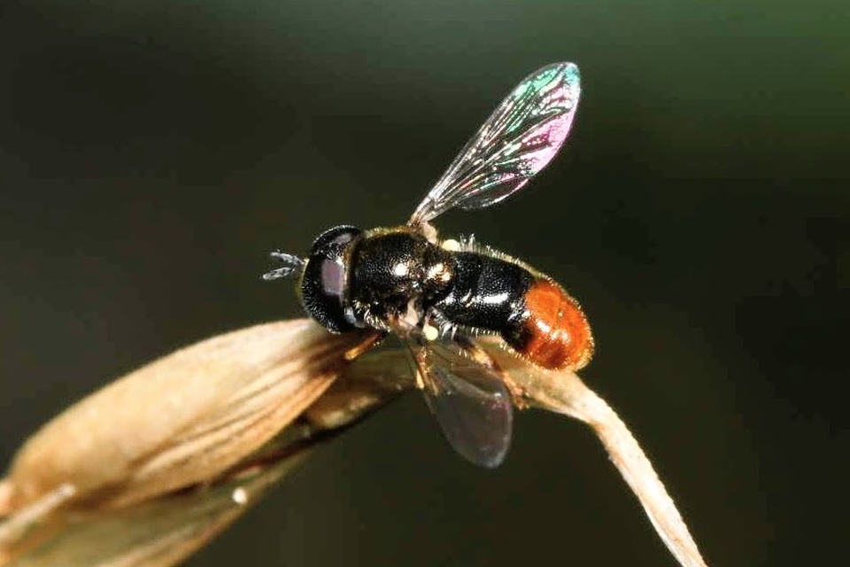 Paragus