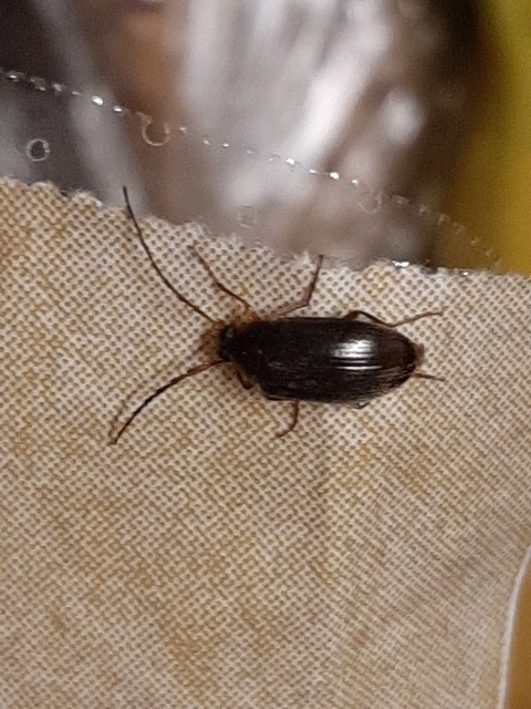 Hymenalia rufipes - rőtlábú alkonybogár