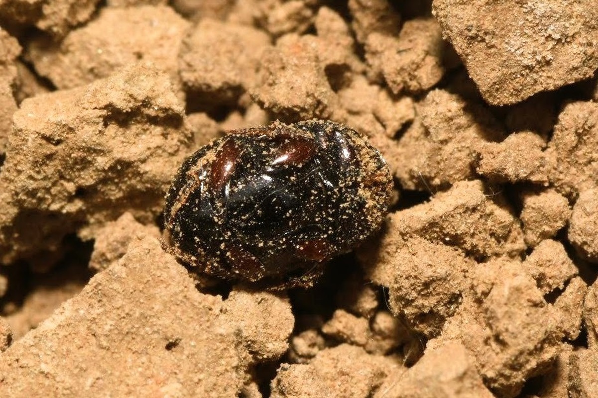 Caccobius schreberi - lakkfényű trágyatúró