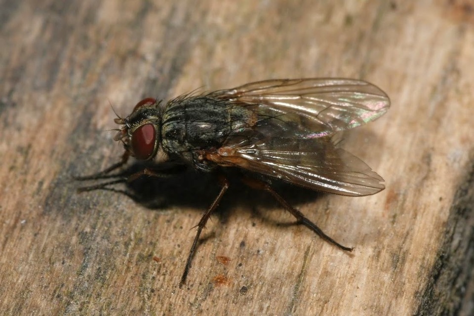Muscina stabulans