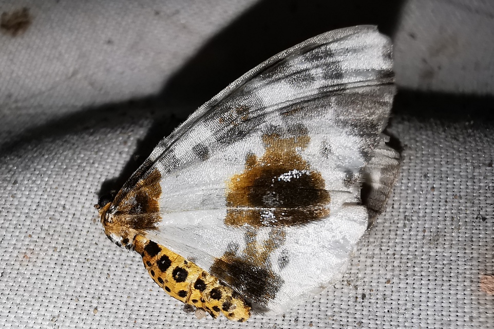 Abraxas sylvata - sárgafoltos araszoló