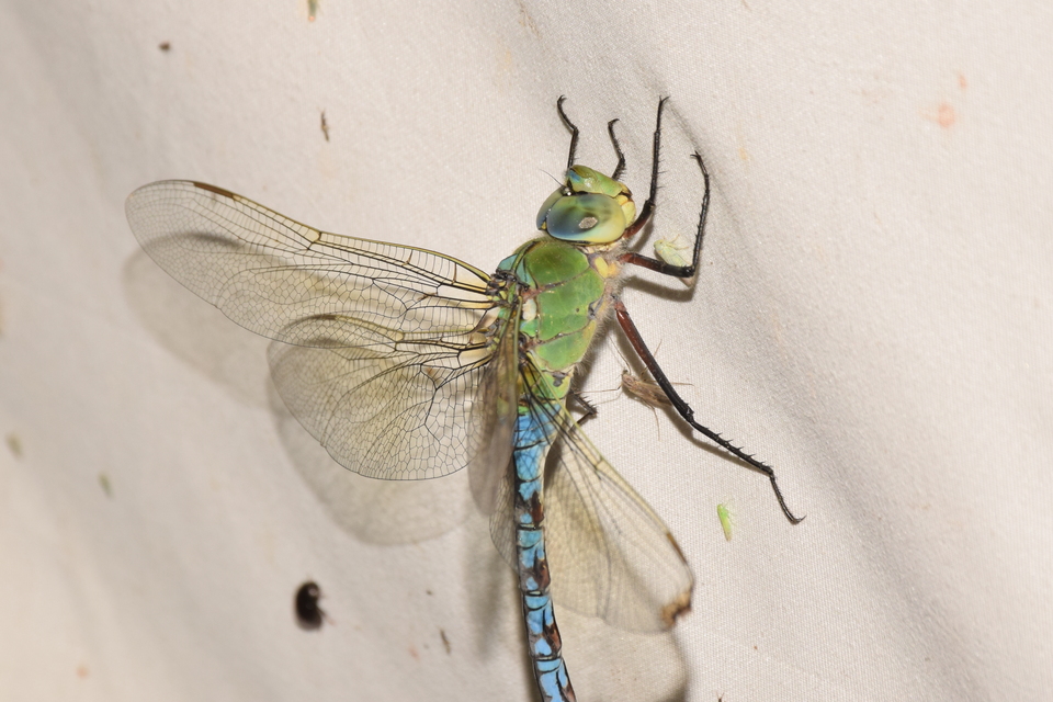 Anax imperator - zöld óriásacsa