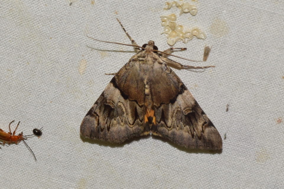Catocala fulminea - galagonya-övesbagoly