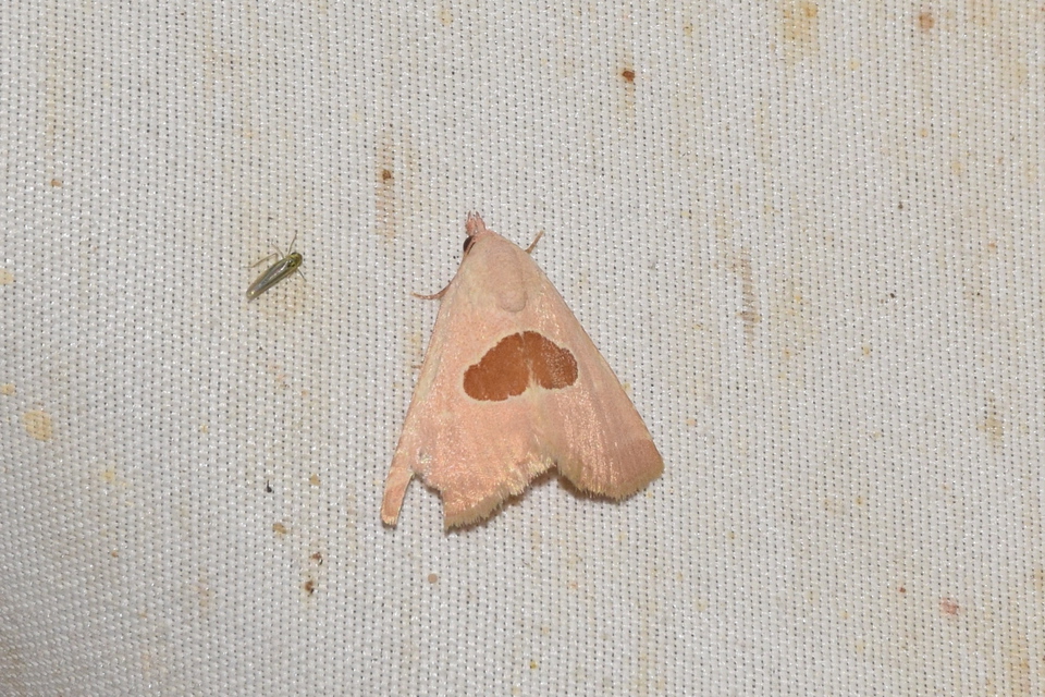 Calymma communimacula - pajzstetűfaló bagoly