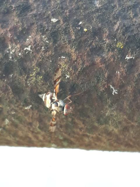 Myennis octopunctata
