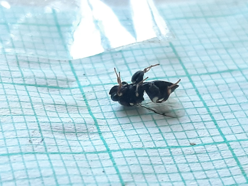 Brachymeria