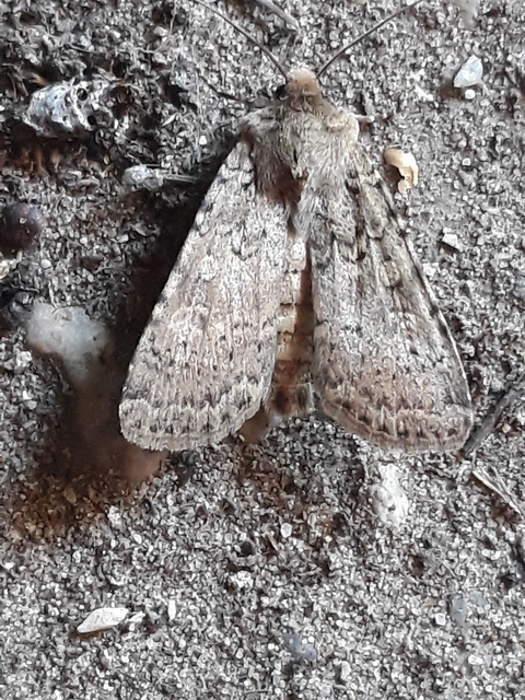 Rhyacia simulans - hamvas földibagoly