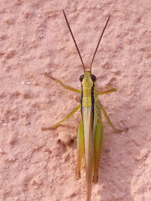Mecostethus parapleurus - hagymazöld sáska