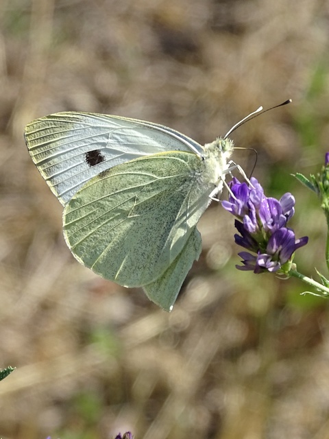 Pieris brassicae - káposztalepke
