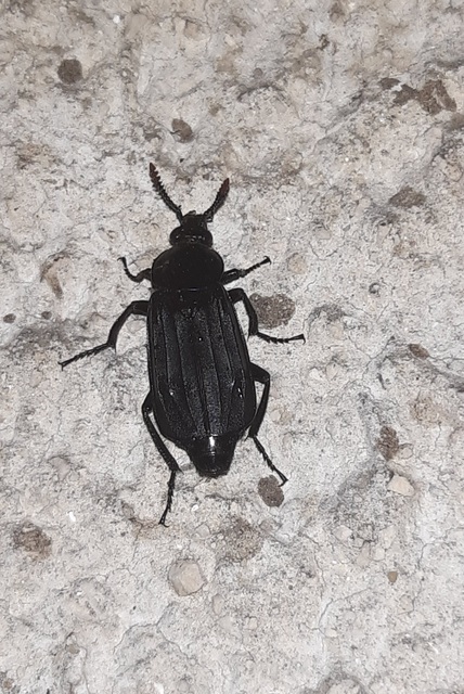 Necrodes littoralis - nagy dögbogár