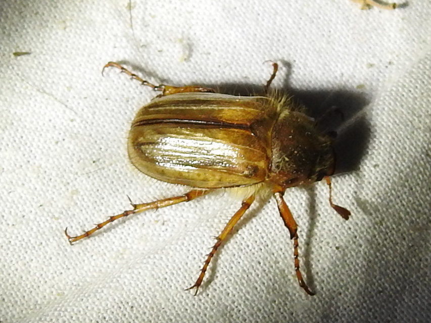 Amphimallon solstitiale - bordás sárgacserebogár